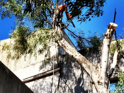 poda de altura